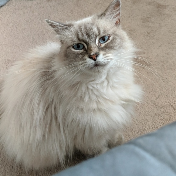 Meet your Posher, Hayley - Picture 3 of 3